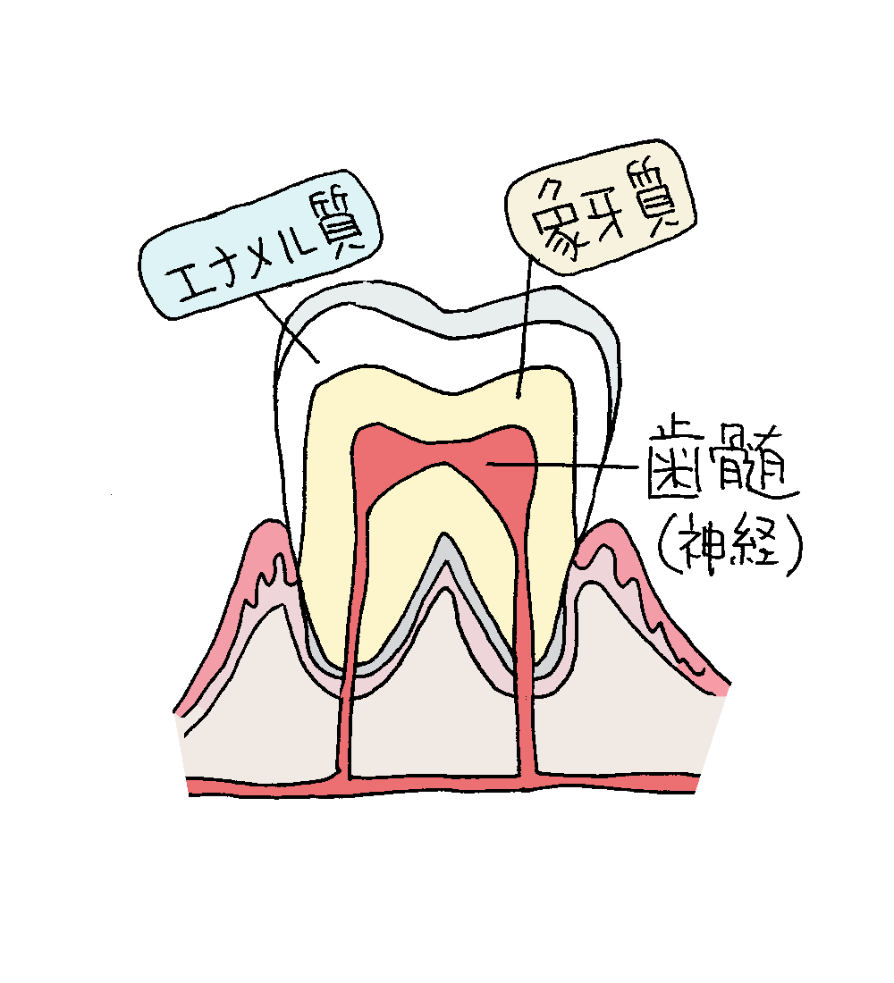 ひがしさわ歯科医院：歯の神経を抜くと歯の寿命が短くなる？